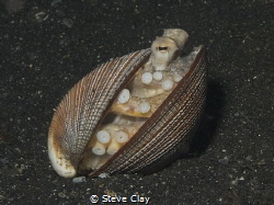 Coconut octopus by Steve Clay 